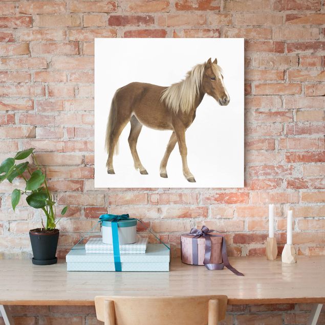 Wandbilder Pferde Pony