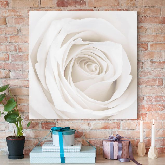 Leinwandbilder XXL Pretty White Rose