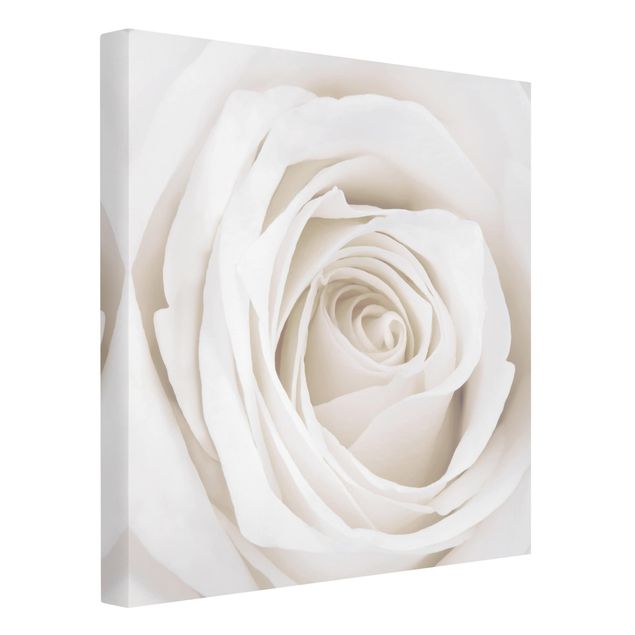 Leinwandbilder Wohnzimmer modern Pretty White Rose