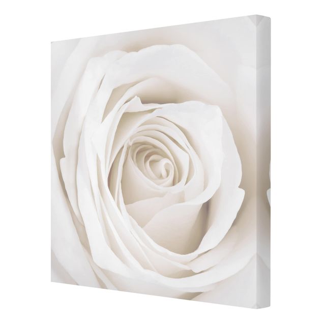 Bilder auf Leinwand Pretty White Rose