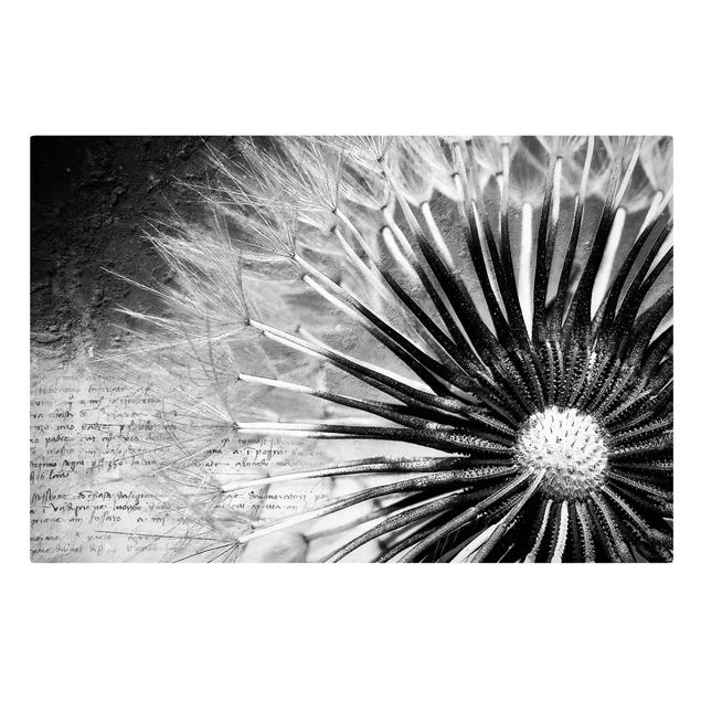 Retro Wandbilder Pusteblume Schwarz & Weiß