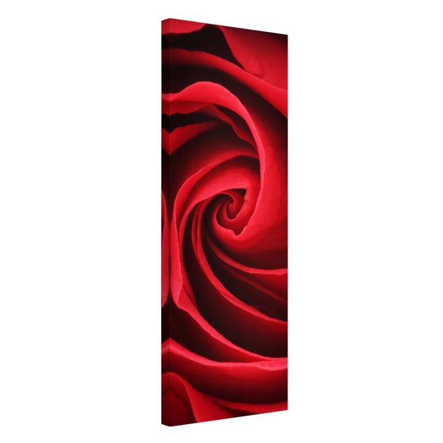 Leinwandbilder Wohnzimmer modern Red Rose Blossom