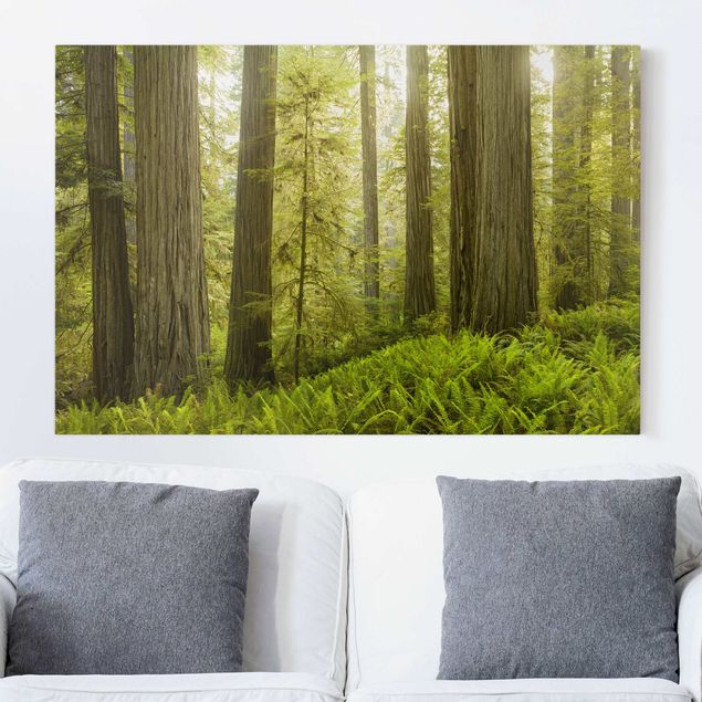 Wandbilder XXL Redwood State Park Waldblick