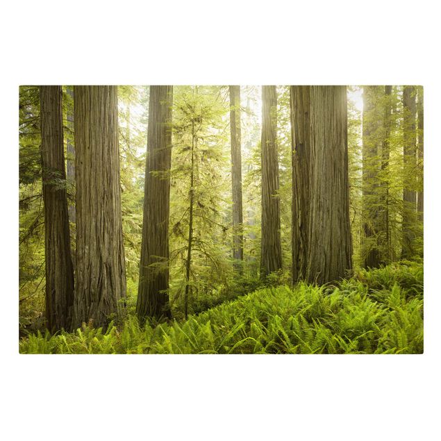 Wandbilder Redwood State Park Waldblick