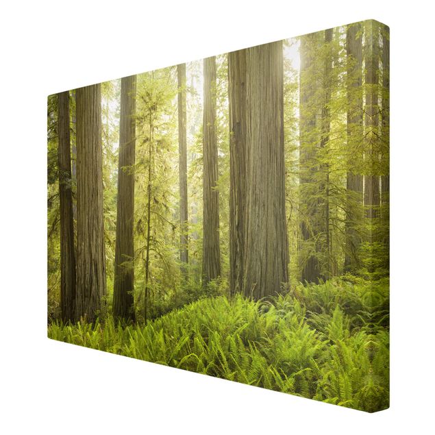 Leinwandbilder Redwood State Park Waldblick