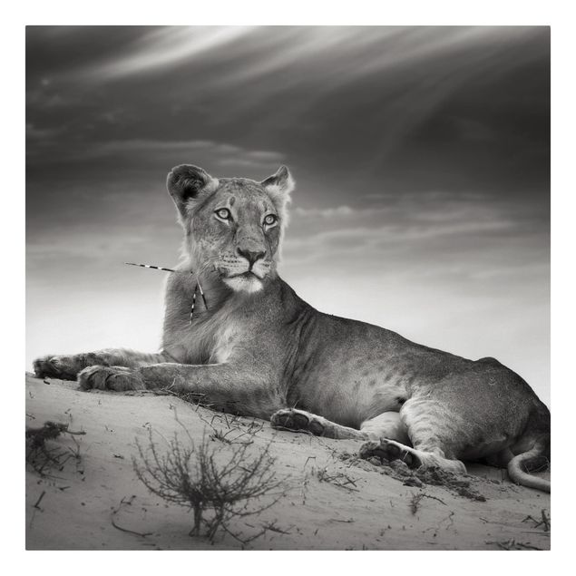 Tierbilder auf Leinwand Resting Lion