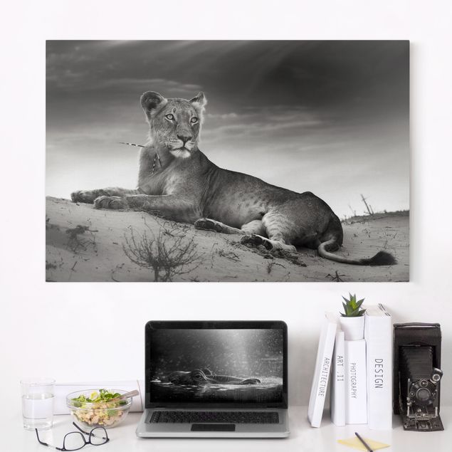 Wandbilder XXL Resting Lion