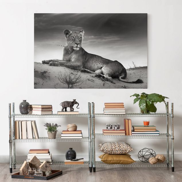 Wandbilder Löwe Resting Lion