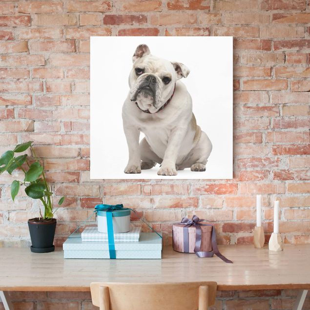 Wandbilder Hund Skeptische Bulldogge