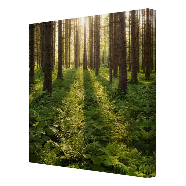 Leinwandbilder Sonnenstrahlen in grünem Wald