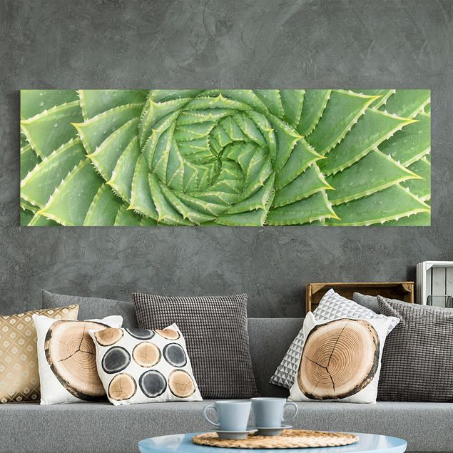 Wandbilder XXL Spiral Aloe