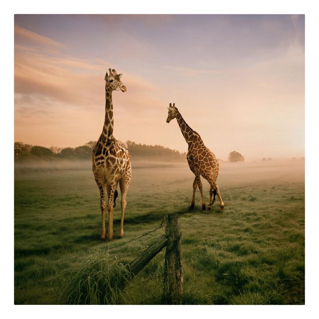 Tierbilder auf Leinwand Surreal Giraffes