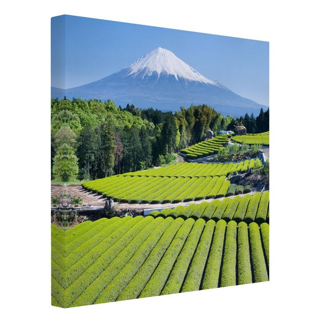 Wandbilder Wald Teefelder vor dem Fuji