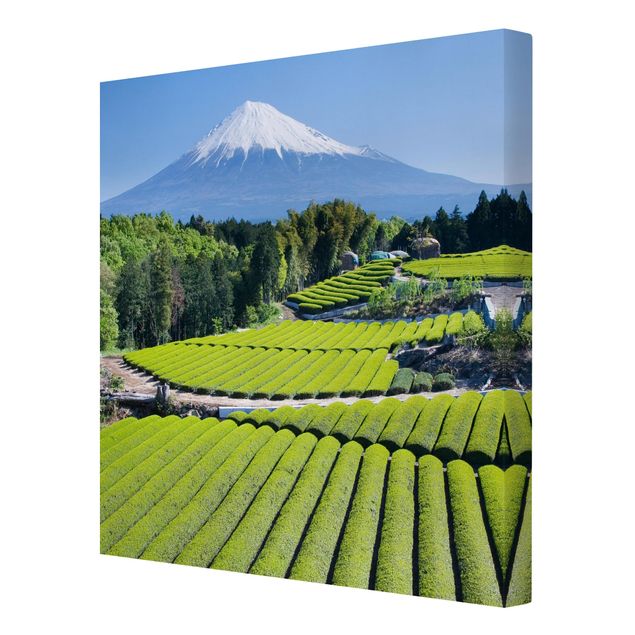 Wandbilder Teefelder vor dem Fuji