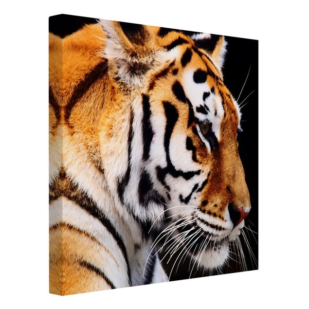 Leinwandbilder Tiger Tiger Schönheit