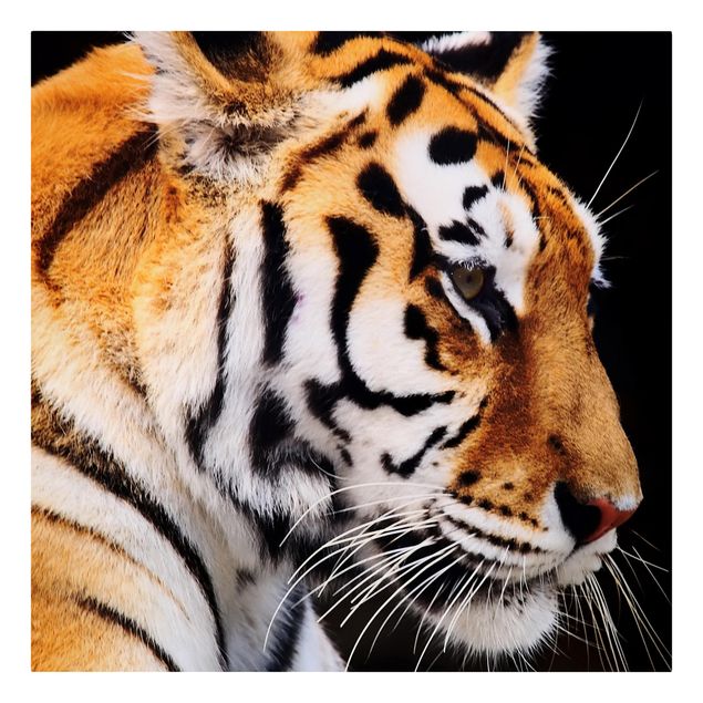 Tierbilder auf Leinwand Tiger Schönheit