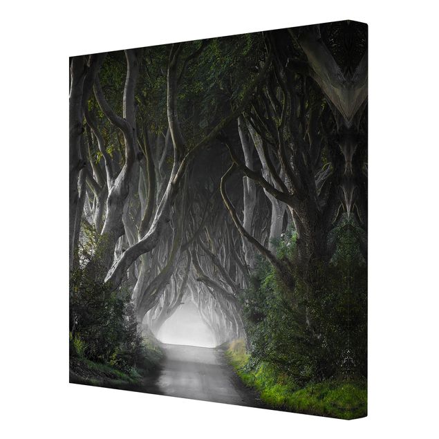 Leinwandbilder Wald in Nordirland