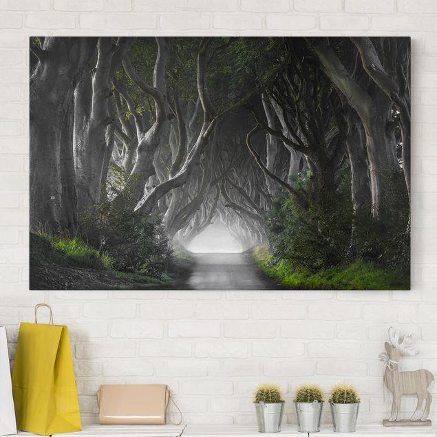 Wandbilder Natur Wald in Nordirland