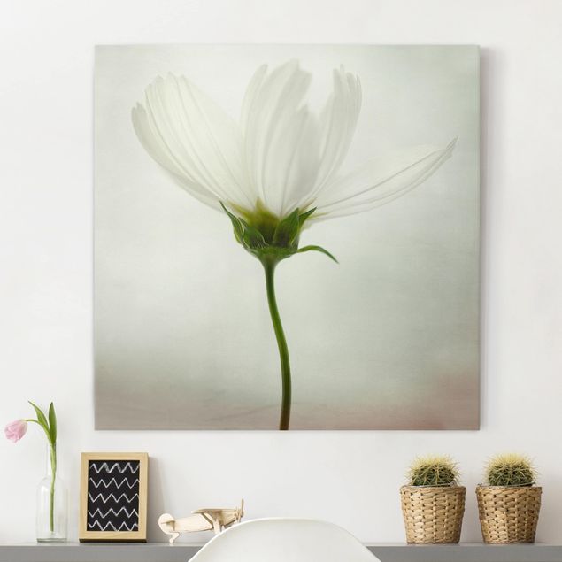 Leinwandbilder Blumen Weiße Cosmea