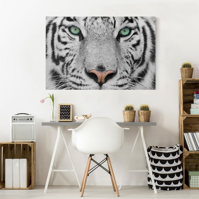 Wandbilder Löwe Weißer Tiger