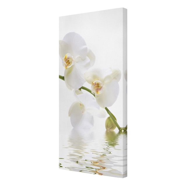 Bilder auf Leinwand White Orchid Waters
