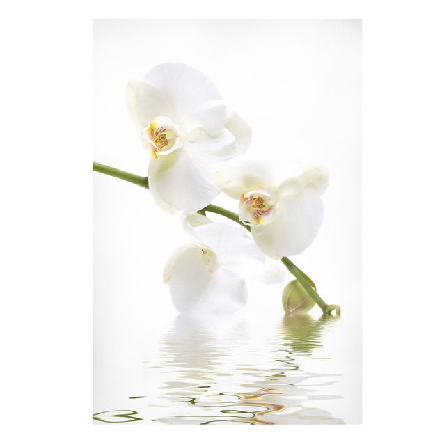 Schöne Wandbilder White Orchid Waters
