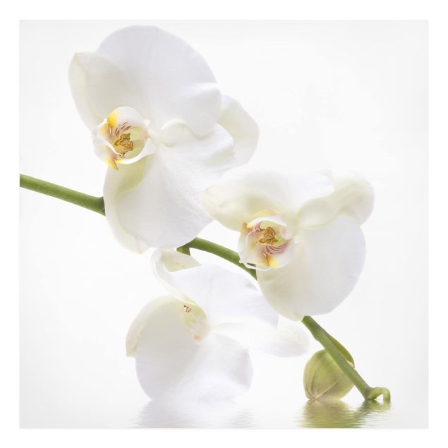 Bilder für die Wand White Orchid Waters