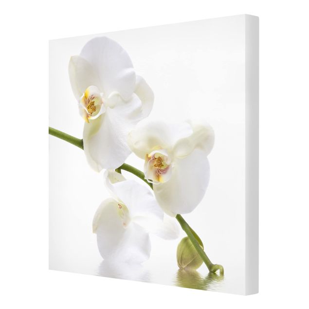 Schöne Leinwandbilder White Orchid Waters