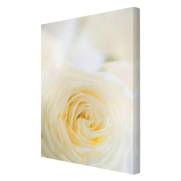 Schöne Leinwandbilder White Rose