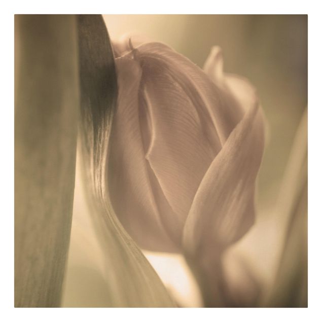 Leinwandbilder Zarte Tulpen