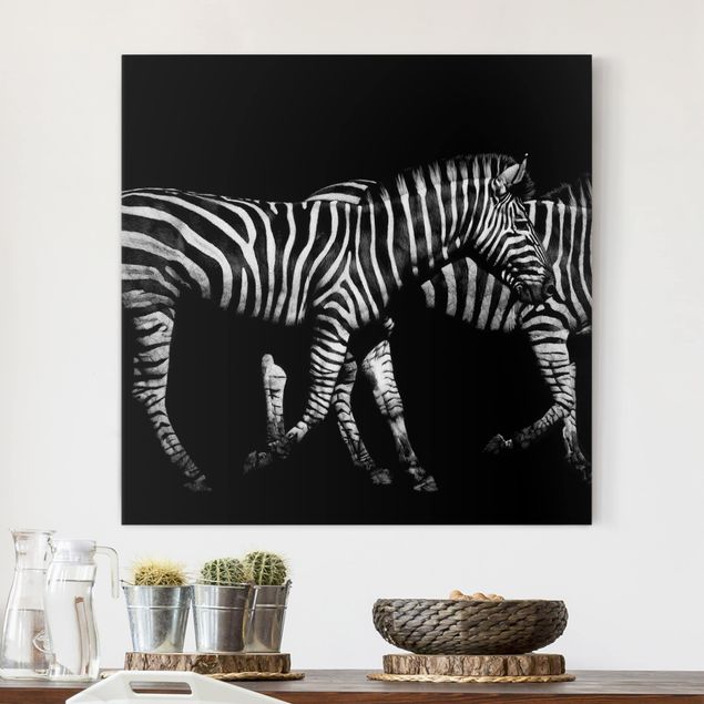 Wandbilder XXL Zebra vor Schwarz