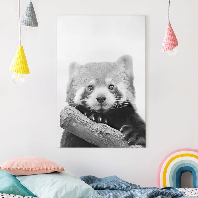 Wandbilder XXL Roter Panda in Schwarz-weiß
