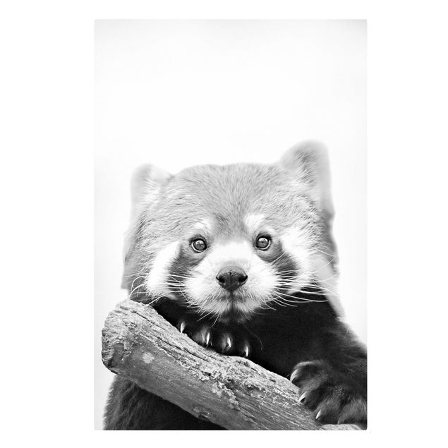Wandbilder Tiere Roter Panda in Schwarz-weiß
