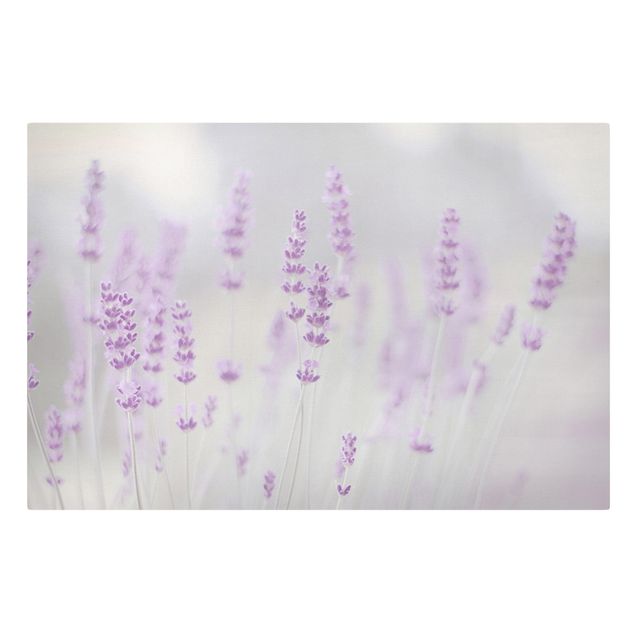 Bilder für die Wand Sommer im Lavendelfeld
