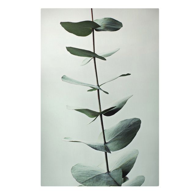 Bilder für die Wand Symmetrischer Eukalyptuszweig
