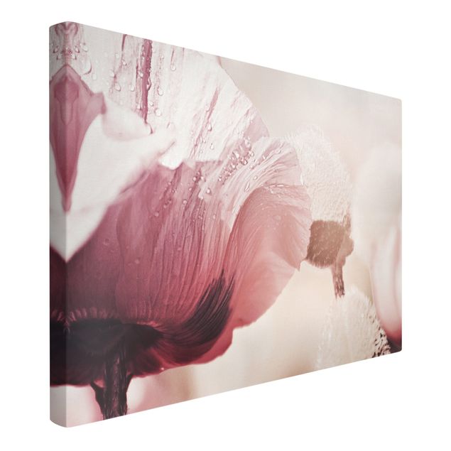 Leinwandbild Kunstdruck Zartrosane Mohnblüte mit Wassertropfen
