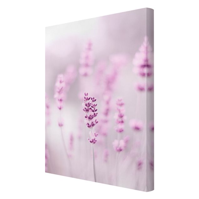 Schöne Wandbilder Zartvioletter Lavendel
