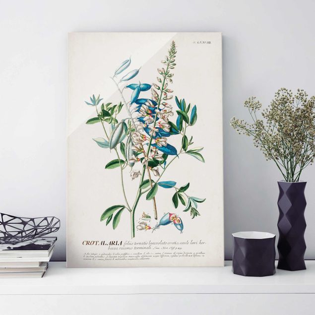 XXL Glasbilder Vintage Botanik Illustration Hülsenfrüchte
