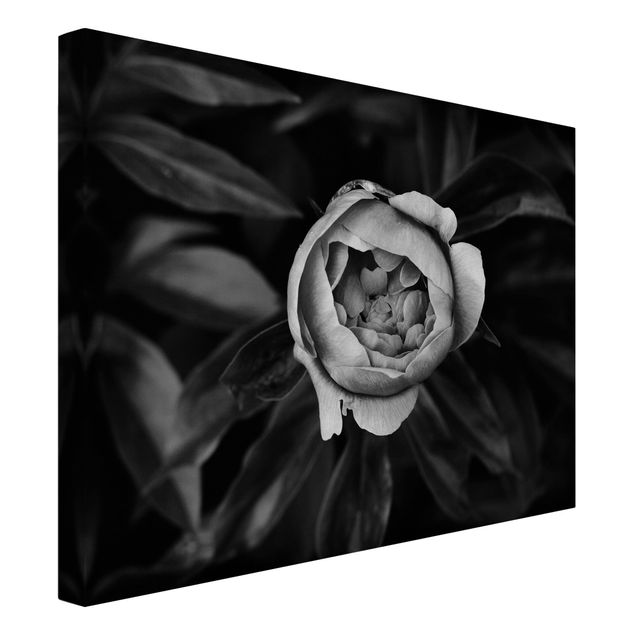 Leinwandbilder Schwarz-Weiß Pfingstrosenblüte vor Blättern Schwarz Weiß
