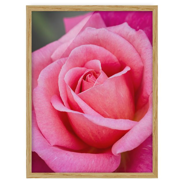 Bild mit Rahmen - Pinke Rosenblüte vor Grün - Hochformat 4:3