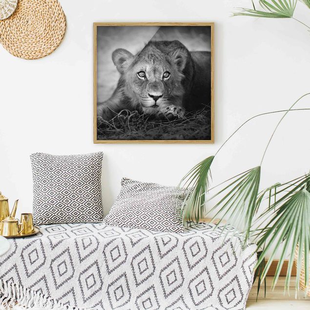 Bilder mit Rahmen Schwarz-Weiß Lurking Lionbaby