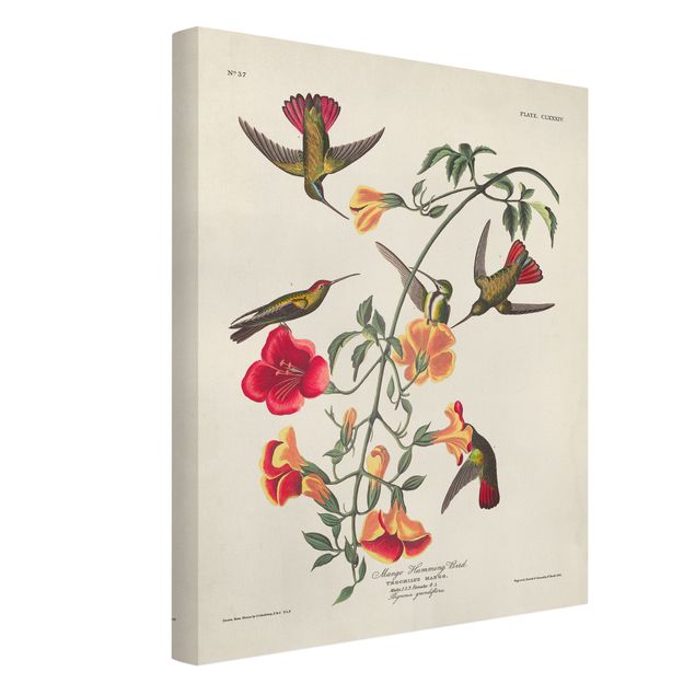 Leinwand Blumen Vintage Lehrtafel Mango Kolibris