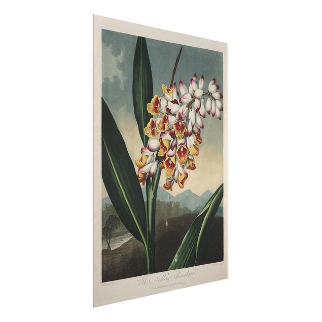 Wandbilder Botanik Vintage Illustration Ingwer mit Blüte