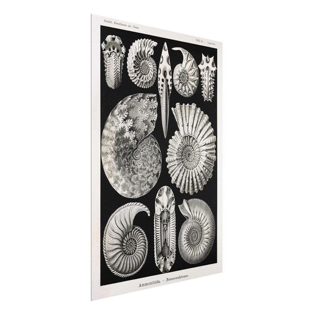 Glasbilder Tiere Vintage Lehrtafel Fossilien Schwarz Weiß