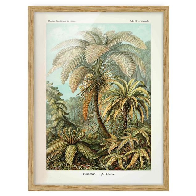 Bilder für die Wand Botanik Vintage Illustration Laubfarne