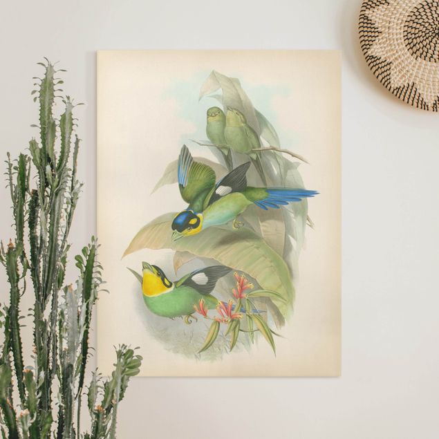 Wandbilder XXL Vintage Illustration Tropische Vögel