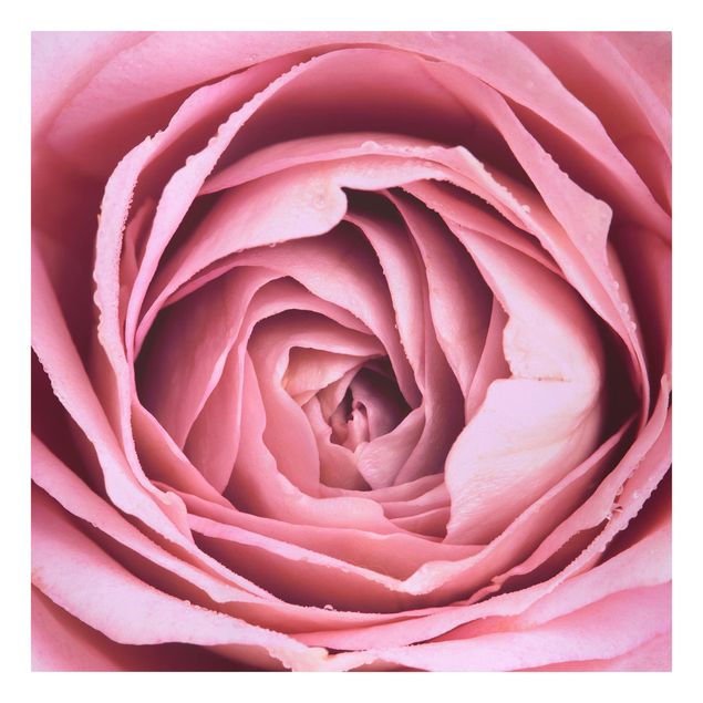 Leinwandbild - Rosa Rosenblüte - Quadrat 1:1