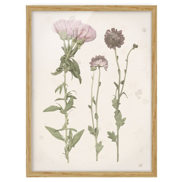 Schöne Wandbilder Herbarium in rosa III