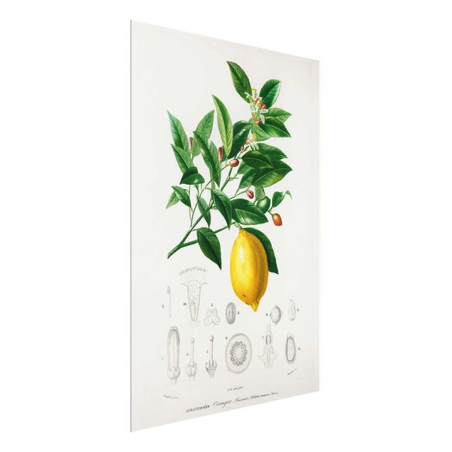 Wandbilder Botanik Vintage Illustration Zitrone