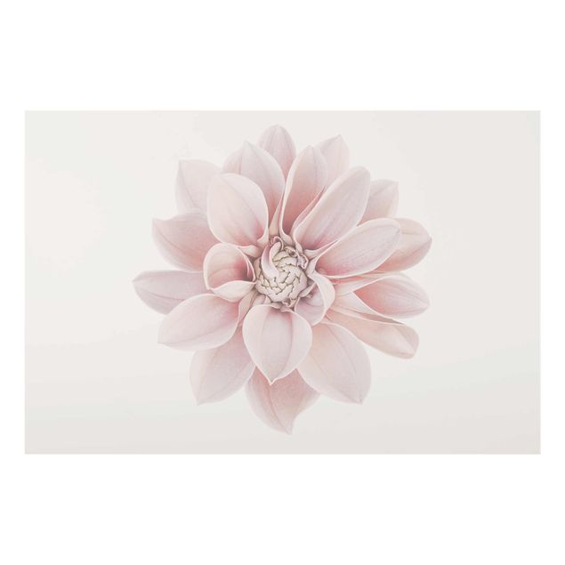 Glas Wandbilder Dahlie Blume Pastell Weiß Rosa